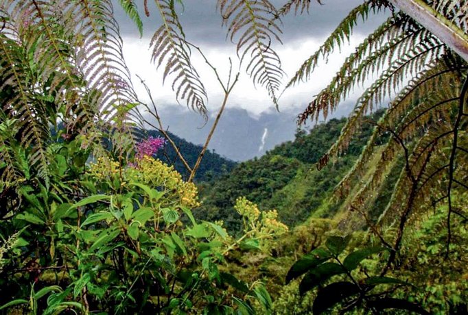 Bosque De Protección Alto Mayo - Rutas Alto Mayo